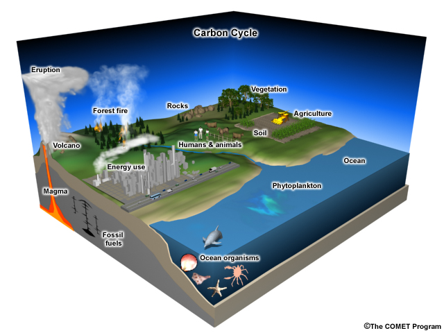 Pieces of the carbon cycle