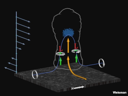 Conceptual model of dynamically driven storm-scale lows associated with the midlevel circulations near the updraft flanks.